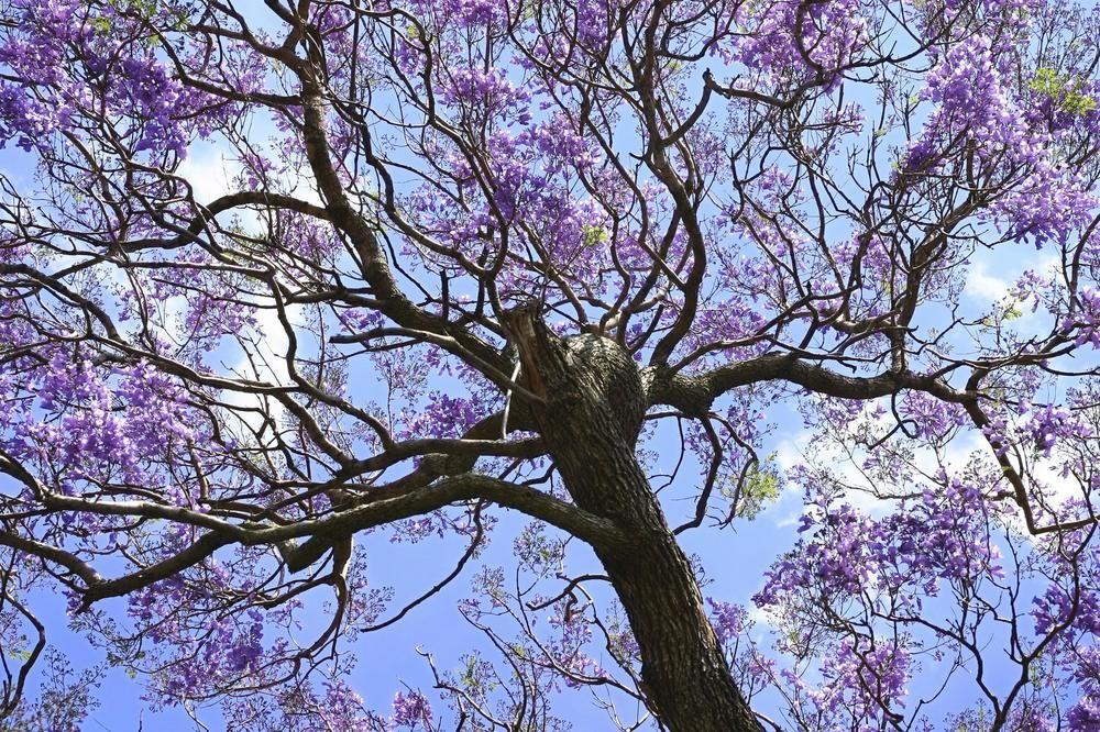 쉐라톤 프리토리아 호텔 프레토리아 외부 사진 Jacaranda tree